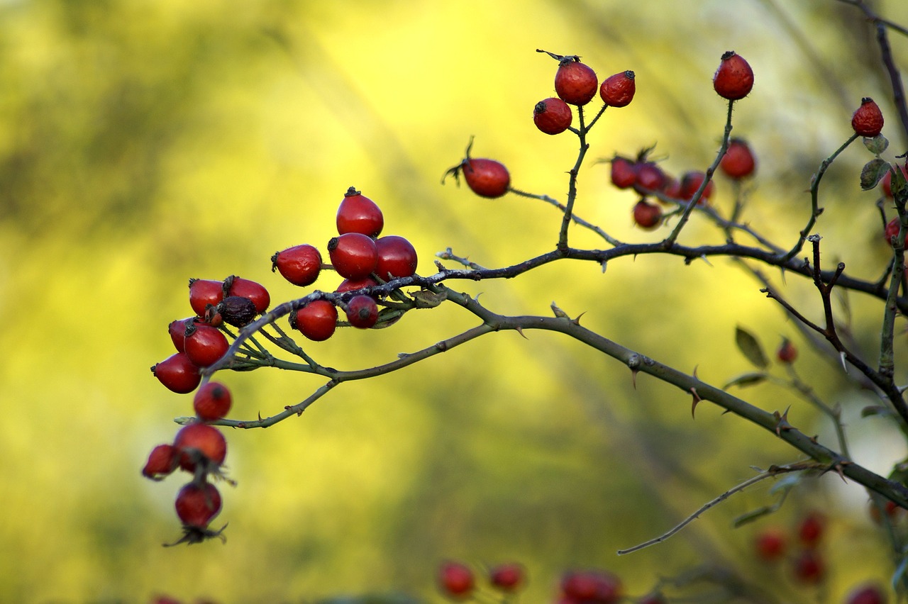 Rosa Canina