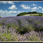 Esplorazioni botaniche: la lavanda e le piante del sole
